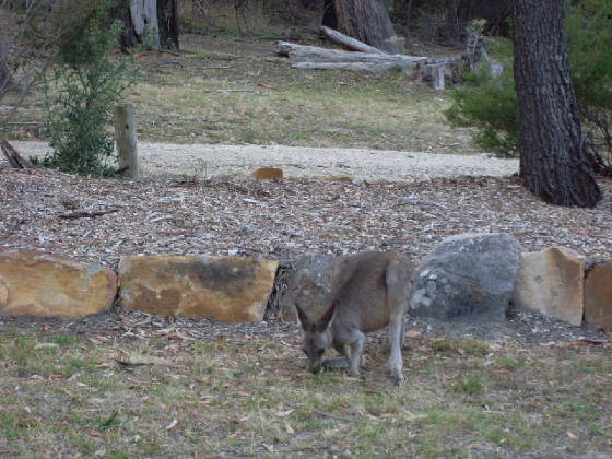 kangaroos2.jpg